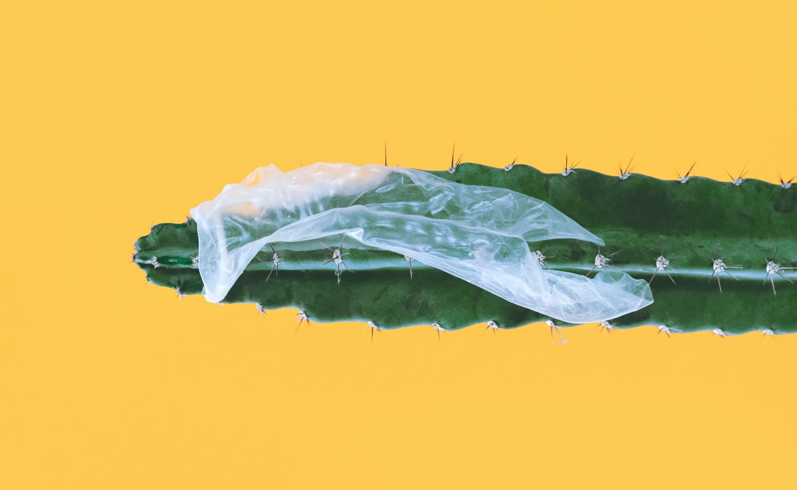 Pārlauzts prezervatīvs, kas iestrēdzis virs kaktusa
